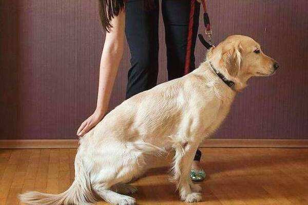 教你学会训练狗狗的技巧(附:训练狗狗的29个基础动作)