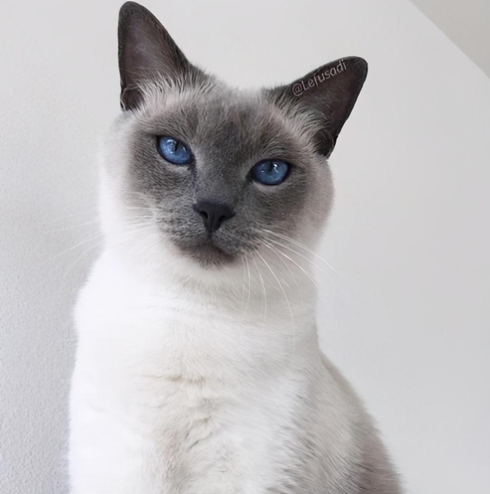 分享养泰国暹罗猫的小技巧（来自泰国暹罗猫怎么养）