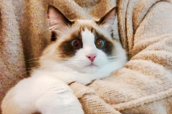 猫发烧多表现为何症状（附：猫咪发烧的治疗方法）