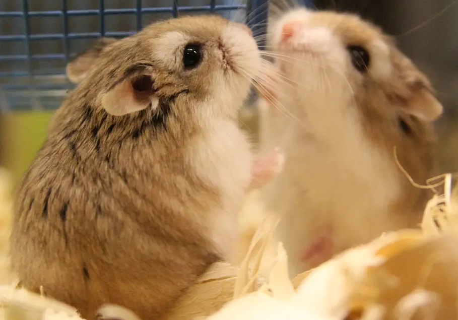 仓鼠中暑怎么办？快来看看这篇文章！