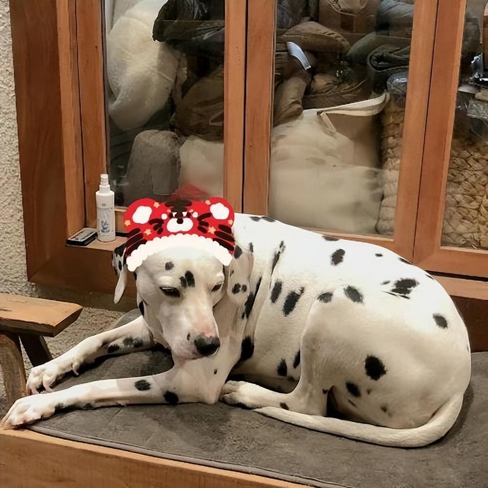 养斑点狗的七大坏处（斑点狗好养吗）