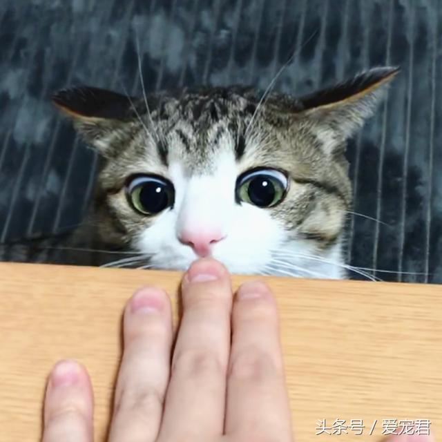 猫能吃鸡骨头吗(猫可以吃鸡骨头吗)