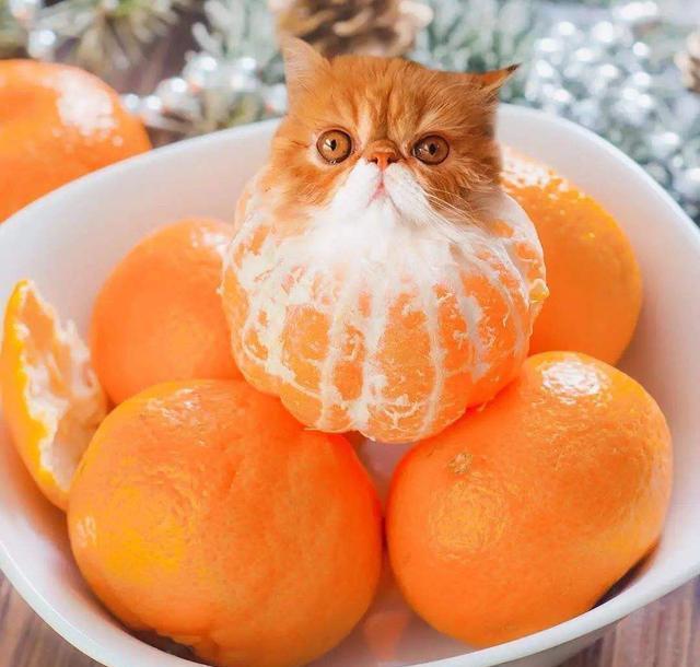 猫能吃芒果吗（了解猫咪10大禁忌水果）