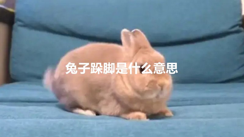 兔子肢体语言有哪些