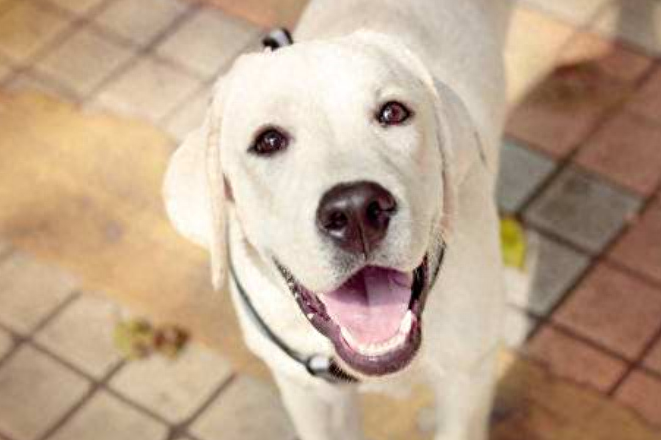 为什么都不建议养拉布拉多（附：想养拉布拉多犬要先了解这5个缺点）