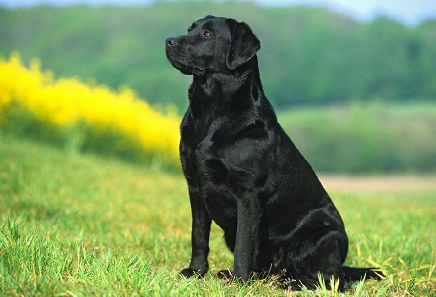 引导狗狗如何进入人身（附：狗狗社会化训练的重要性）