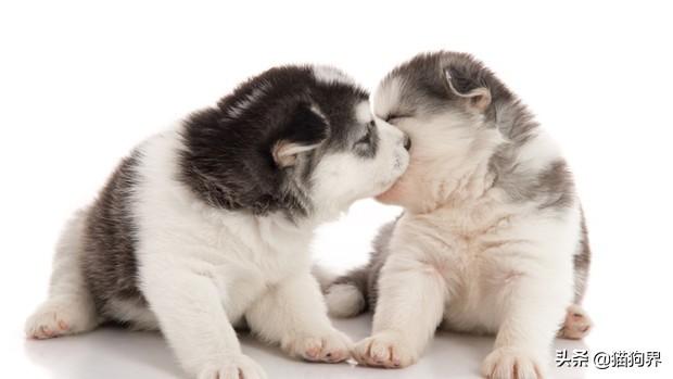 哈士奇幼犬怎么喂养（详解：哈士奇正确饲养方法）