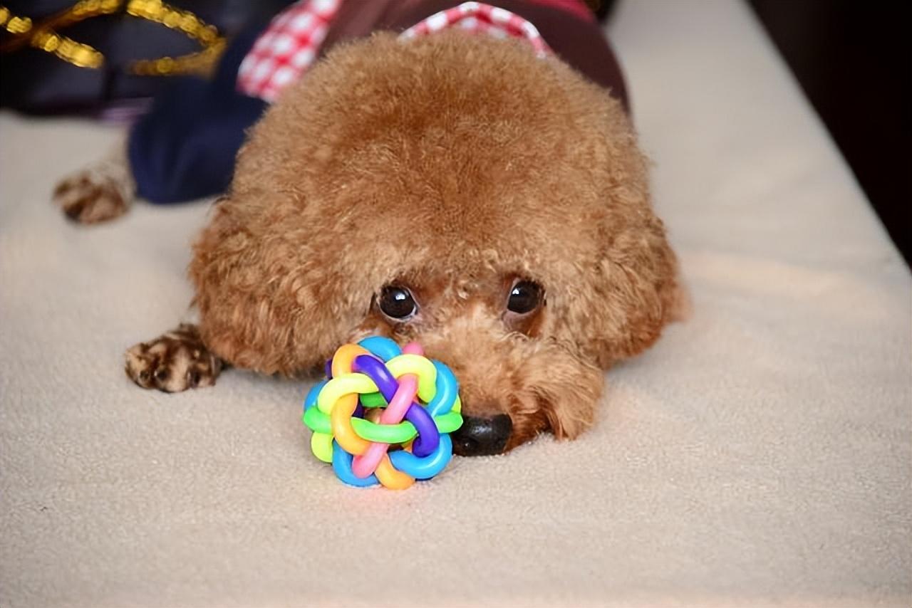 手把手教你鉴别泰迪品相标准（泰迪犬怎么挑选）