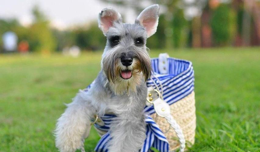 带你取老头狗的别名（长的像小老头的狗叫什么）