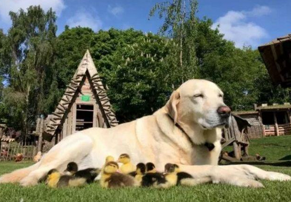鸭妈妈被小狐狸咬死，9只小鸭子却被11岁导盲犬救出，场景令人暖人