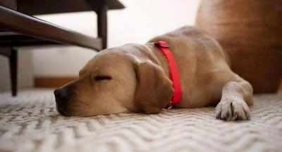 狗狗睡觉姿势解读狗狗行为(爱用这些姿势睡觉的狗狗)