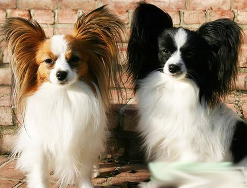 分享养蝴蝶犬的五大理由（蝴蝶犬好养吗）