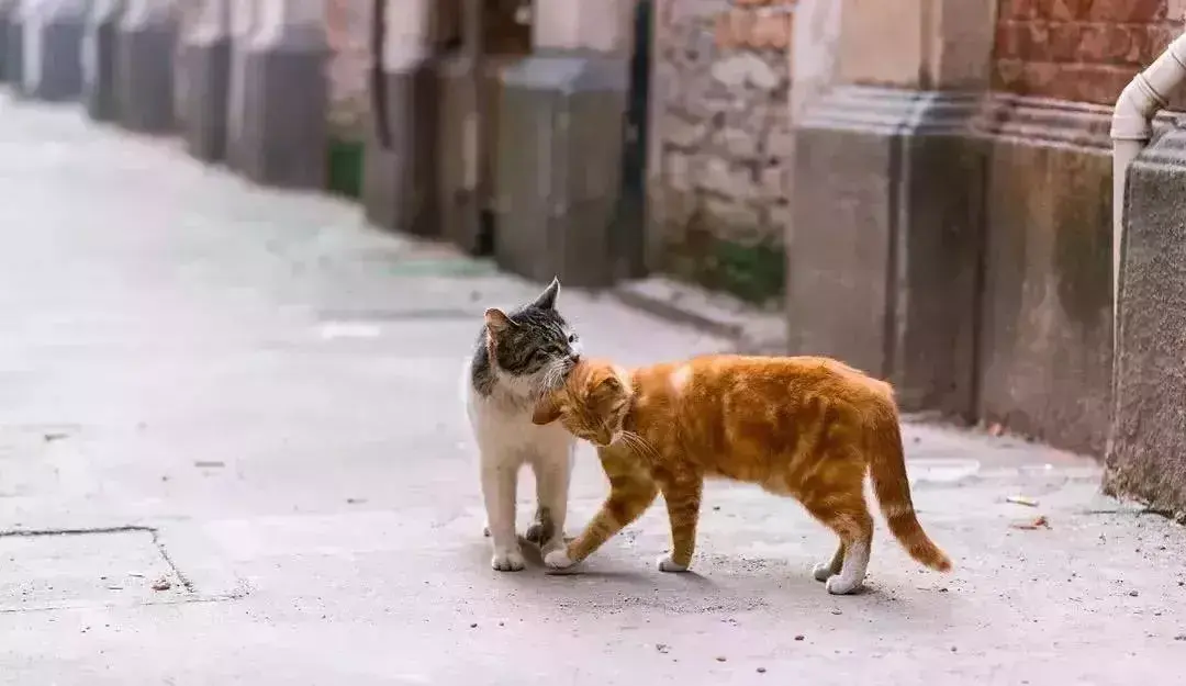 萌猫图片大全（猫咪图片可爱又呆萌）