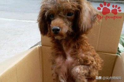 狗喘粗气像哮喘一样（狗狗哮喘有什么症状）