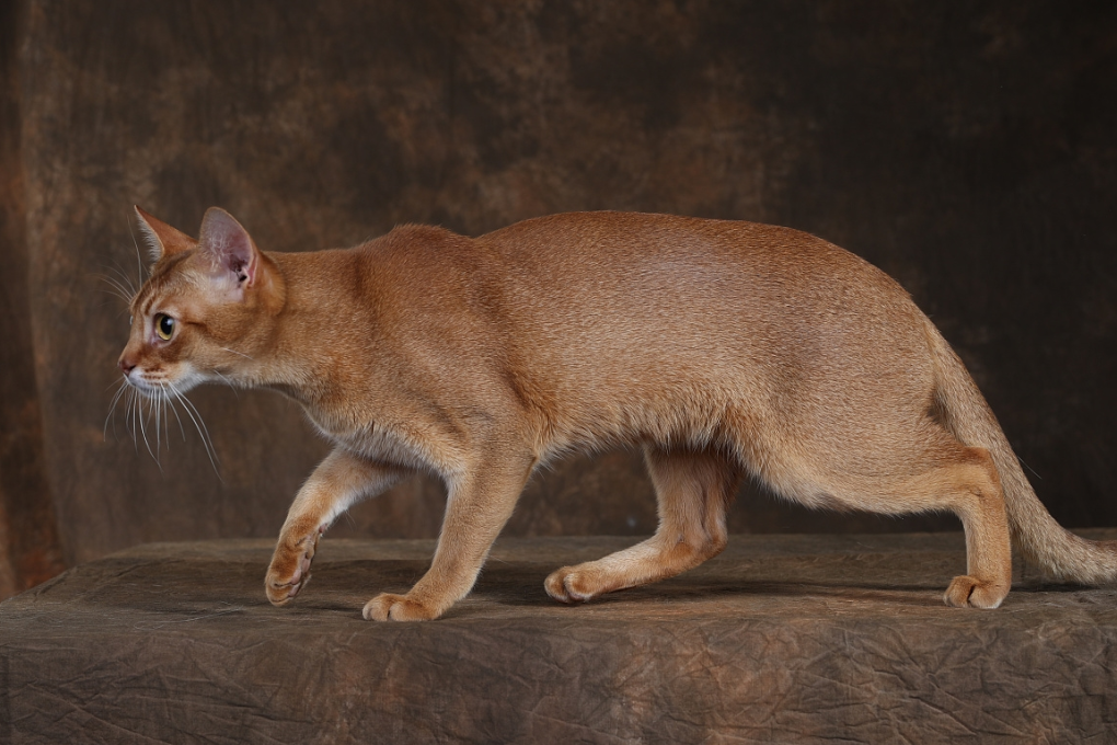 阿比西尼亚猫图鉴（物种百科：阿比西尼亚猫）