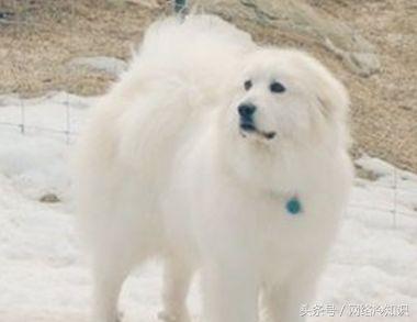 大白熊犬怎么训练