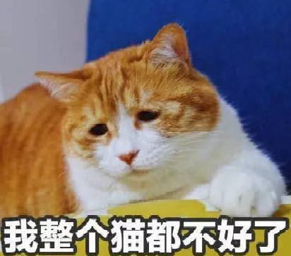 猫生不同的病该吃那些药