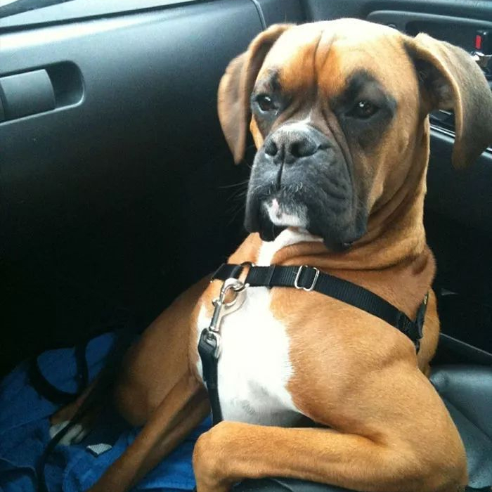 为何养“拳师犬”的人越来越多（附：拳师犬图）