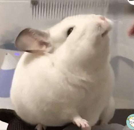 龙猫属什么科动物呢（详解：龙猫是啮齿类动物吗）