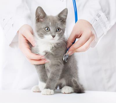 小猫感冒了怎么办（怎么照顾生病的猫咪）