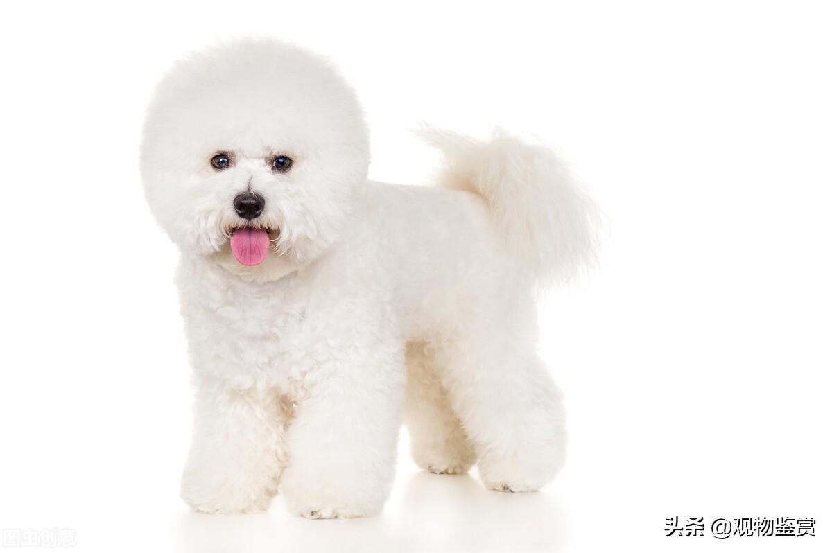 比熊犬多少钱一只呢（给你10个不养比熊犬的理由）