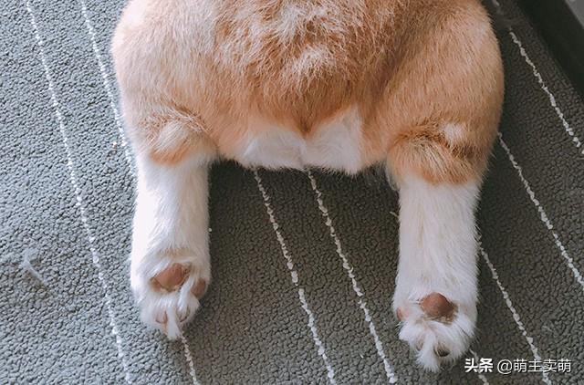 分享十个不养柯基的理由（详解：女生为什么不能养柯基）