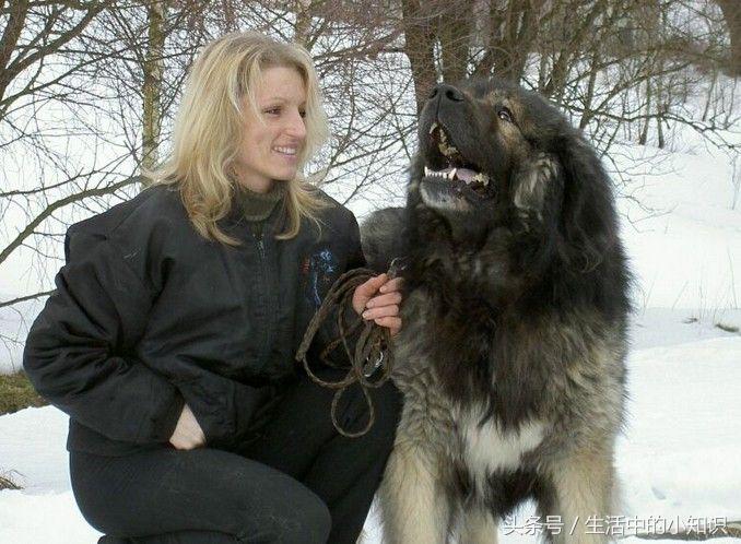 高加索犬图片（高加索犬幼崽多少钱一只）