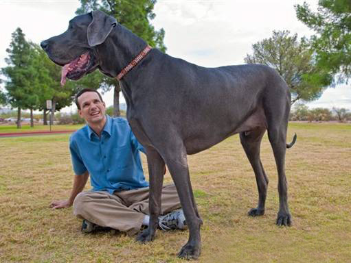 宠物犬排名及图片大全（宠物犬种类大全及名称）