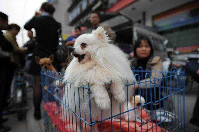 小博美要怎么养呢（新手养博美入门必备知识）