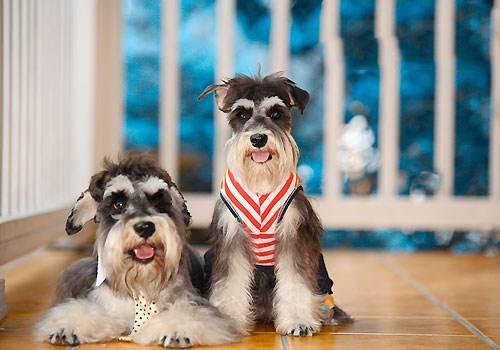 了解拥有7种性格的雪纳瑞（雪纳瑞性格怎么样）