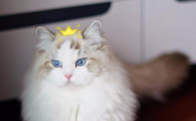 布偶猫的优缺点（布偶猫的特点）