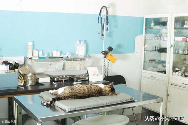 猫发情了老叫怎么办(猫一直发情叫怎么办)