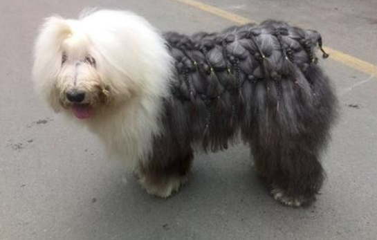 古代英国牧羊犬不能吃什么