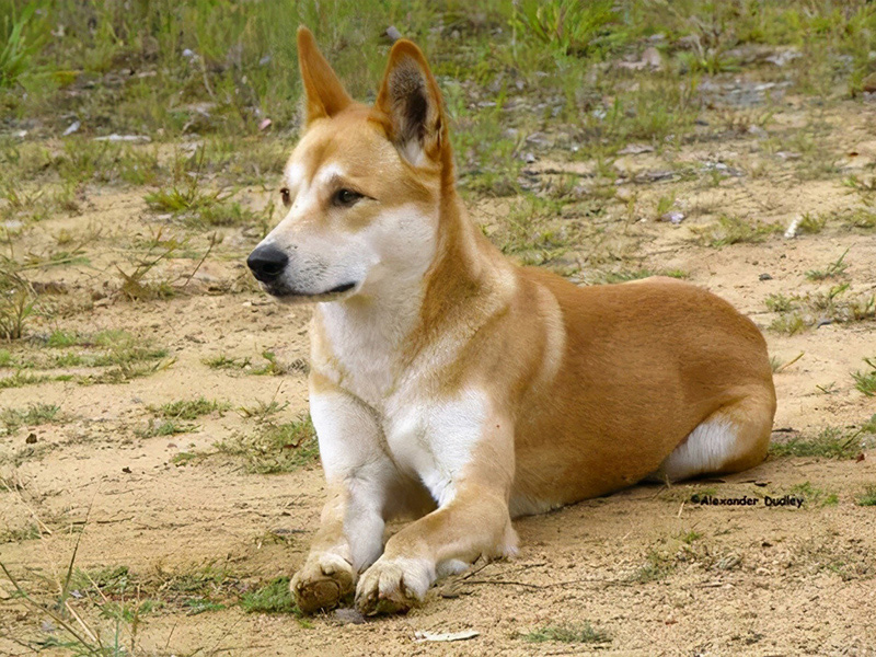 土狗寿命一般能活多久（附：中国农村土狗寿命）