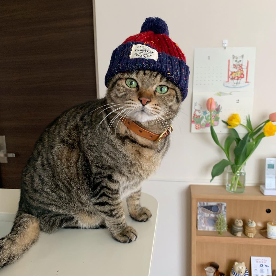 母猫乱拉乱尿是什么情况（详解：母猫乱尿的原因）