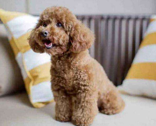 正确的养泰迪狗方法讲解(泰迪犬怎么养才听话)