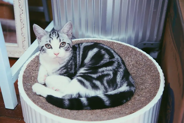 银白猫是怎么配出来的(银白猫是什么品种)