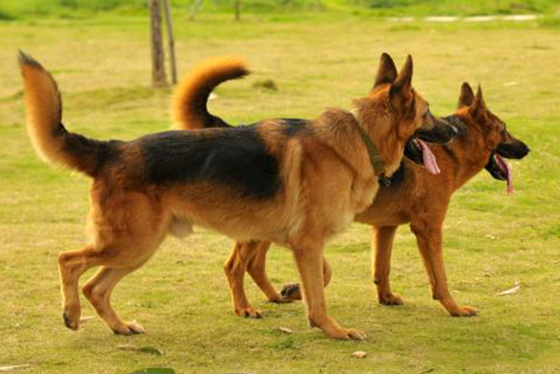 关于德国牧羊犬的生活习惯