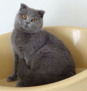 幼蓝猫以那些为主食