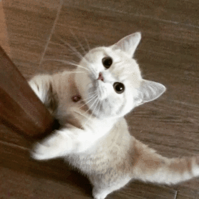 女猫咪高贵洋气的名字有哪些（中国人给猫“取名”气质拿捏得死死的）