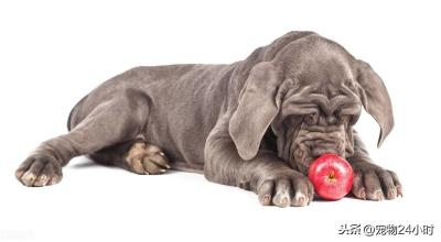 给狗狗吃水果要注意些什么(狗狗可以吃红枣吗)