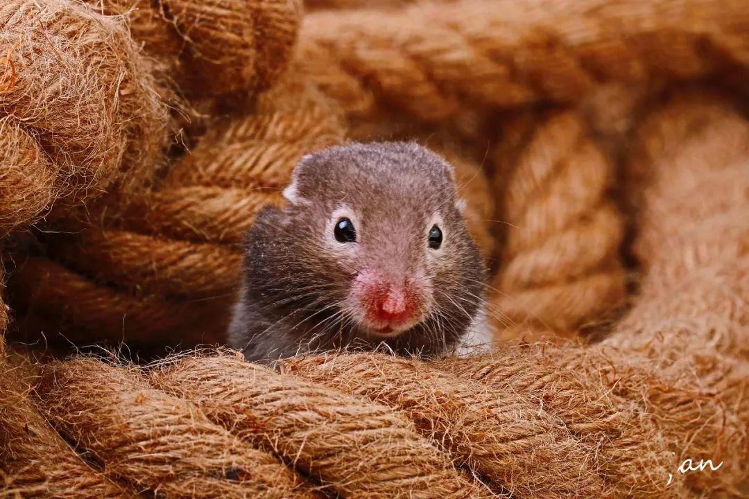 仓鼠怎么养才是对它最好呢(详解:了解养仓鼠的注意事项)