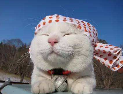 日本田园猫和中华田园猫的区别(日本田园猫和中华田园猫的区别图片)