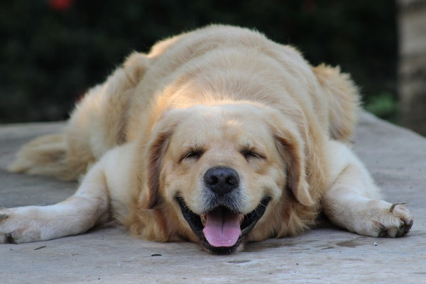 狗一直急喘粗气是啥原因（详解：5种缓解狗狗急喘的妙招）