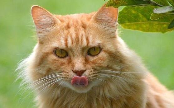 猫咪为什么喜欢舔毛?我来告诉你答案! 猫咪为什么喜欢舔毛?我来告诉你答案!