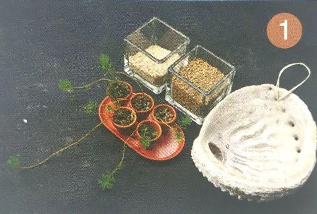 你见过贝壳精灵吗（好看的彩色贝壳精灵介绍）