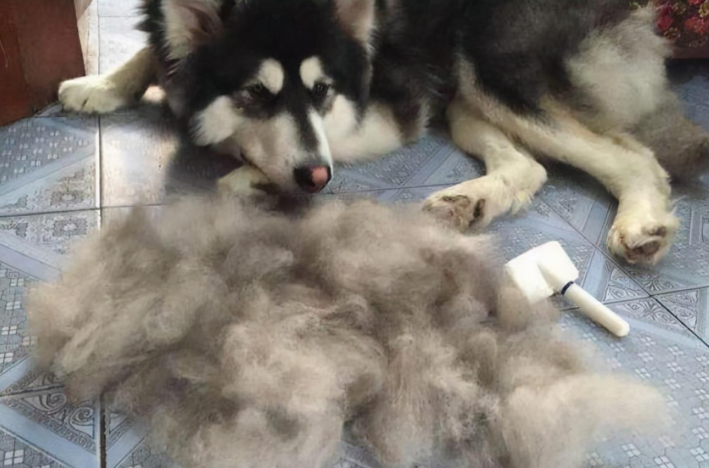 第一次养什么狗比较好（适合新手养的狗狗推荐）