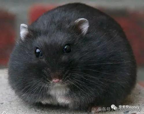 盘点各种色系的坎贝尔仓鼠（为何不建议养银狐仓鼠）