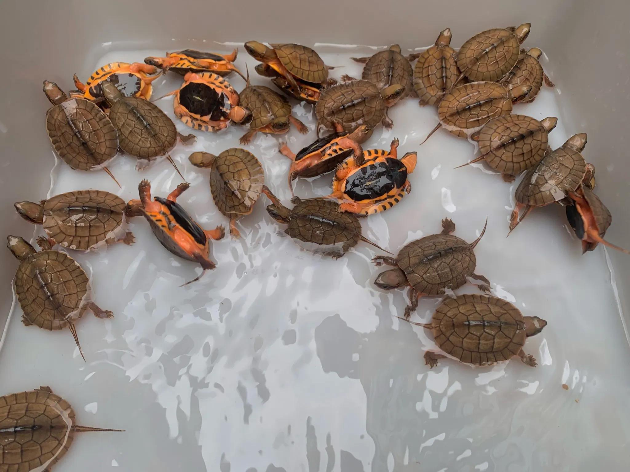 家庭式金钱龟养殖方法（金钱龟怎么养）