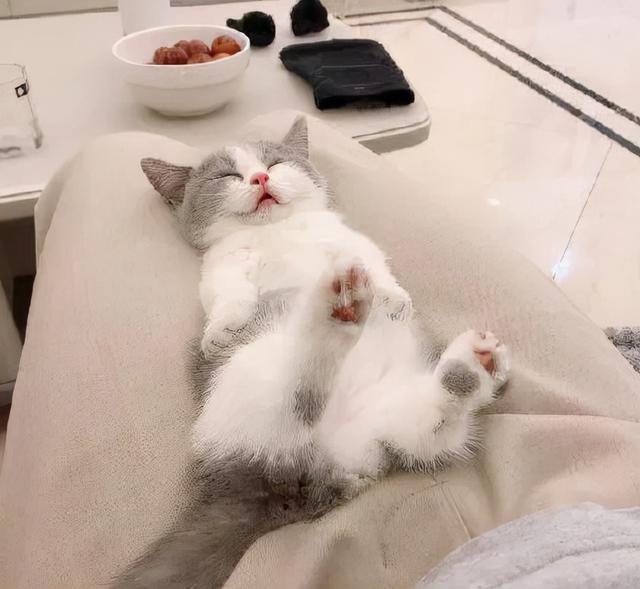 如何从睡姿看猫咪的健康状态